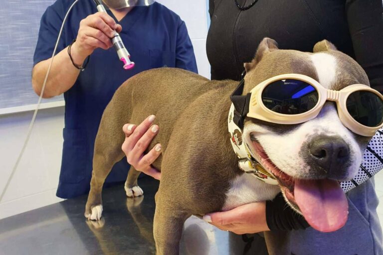 Laserterapia en clínica de pequeños animales