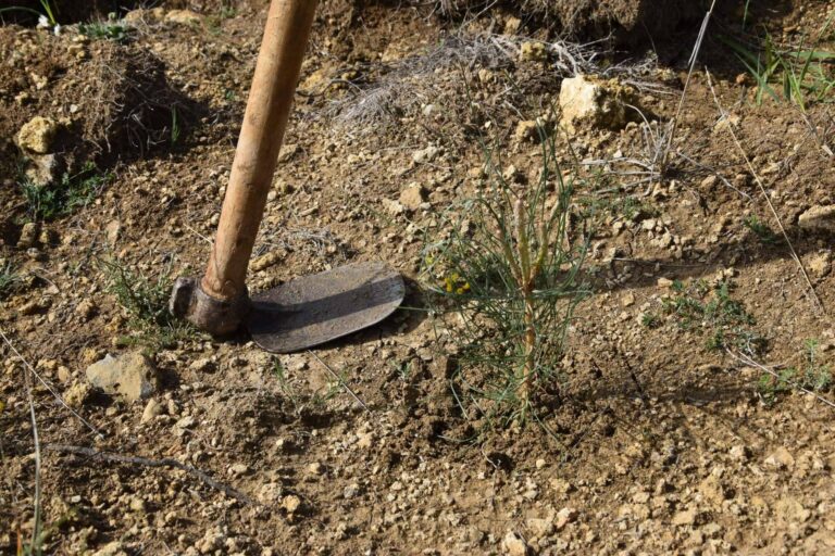 Un equipo de ingenieros forestales al servicio de la creación y el mantenimiento de bosques corporativos, CO2 GESTIÓN