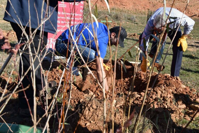 Las ventajas de los planes de RSC medioambientales, la plantación de árboles y apadrinamiento de bosques