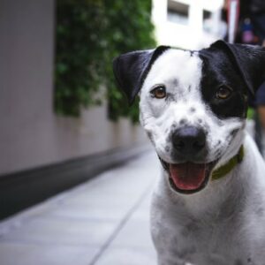 Educación, artículos de valor y curiosidades sobre los perros, que no te puedes perder