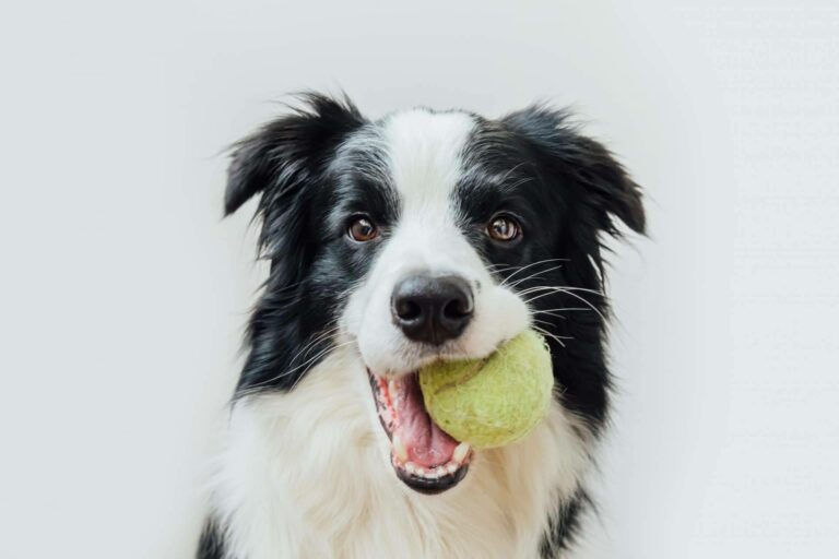 ¿Por qué es importante la higiene de mascotas?, por Pelitos Peluquería Canina