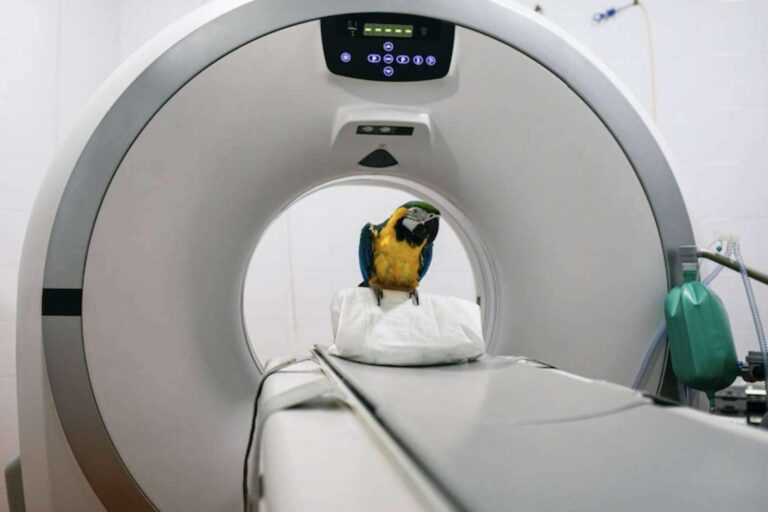 El servicio de radiodiagnóstico del Hospital Veterinario Privet