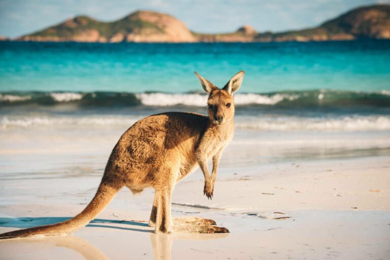 Encontrar promociones y becas disponibles para estudiar en el extranjero con Australia Study