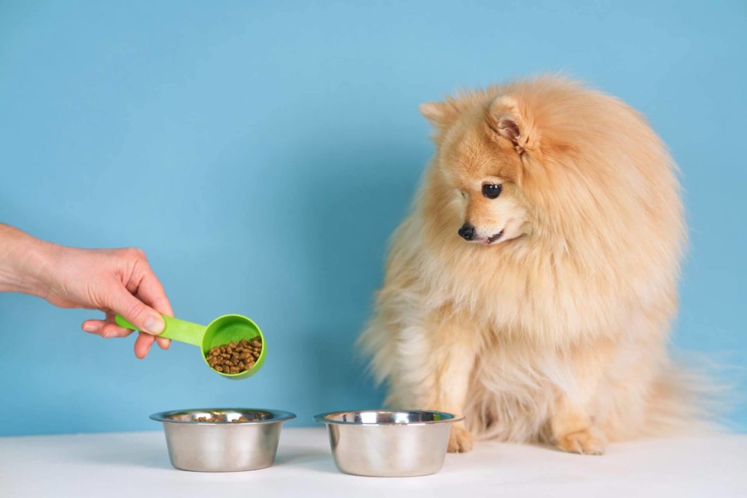 Los snacks naturales que contribuyen al bienestar de las mascotas