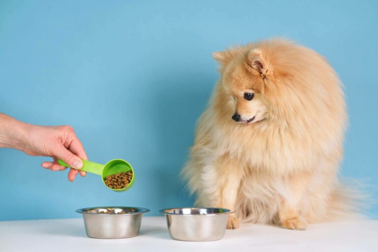 Los snacks naturales que contribuyen al bienestar de las mascotas