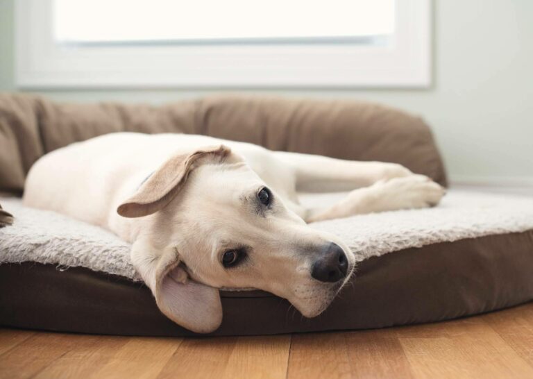 Beneficios de la cama viscoelástica para perros de ParaPerrosyGatos