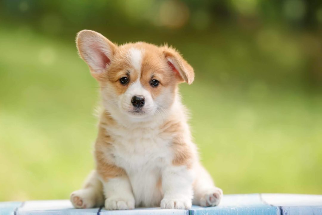 La Central del Cachorro es uno de los mejores criadores de perros