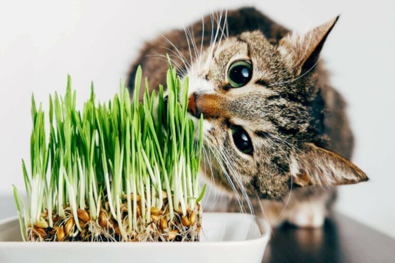 Plantas tóxicas para gatos (incluso en Navidad) ¿Cuáles son y qué hacer?