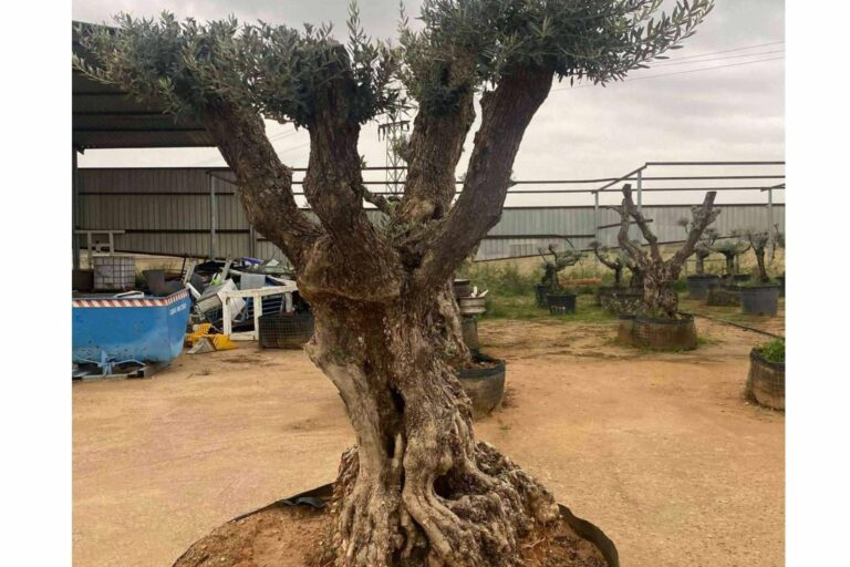 La firma especializada Olivos Extremadura vende olivos centenarios y milenarios