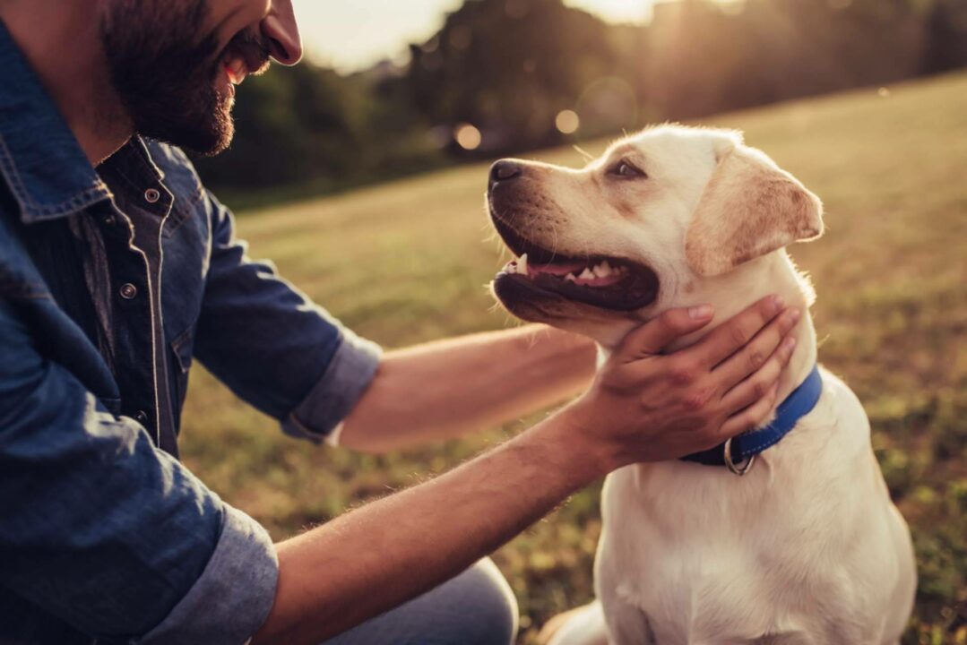 El buscador de mascotas con más garantías de salud y cuidados de los animales, La Central del Cachorro