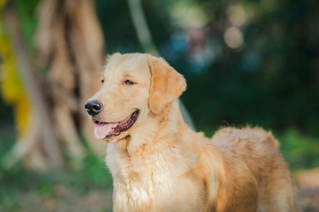 Perros de asistencia para niños TEA con la Asociación Española de Perros de Apoyo