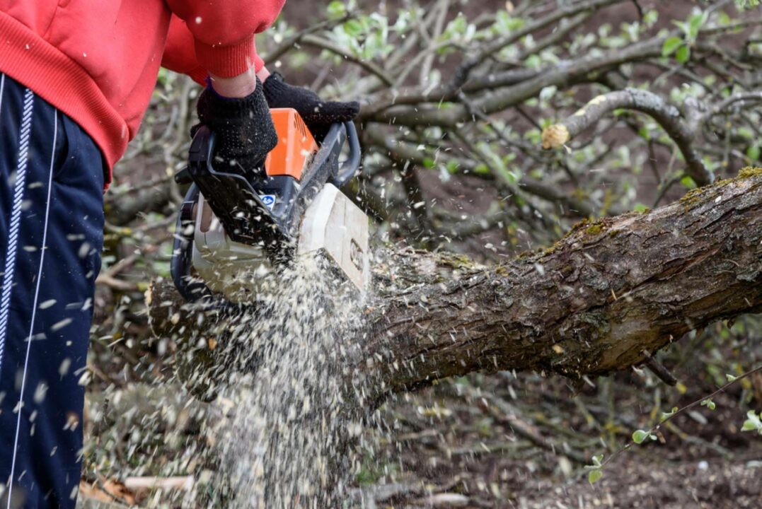 Podarama, el servicio de tala de árboles, poda de palmeras y mantenimiento  de jardines