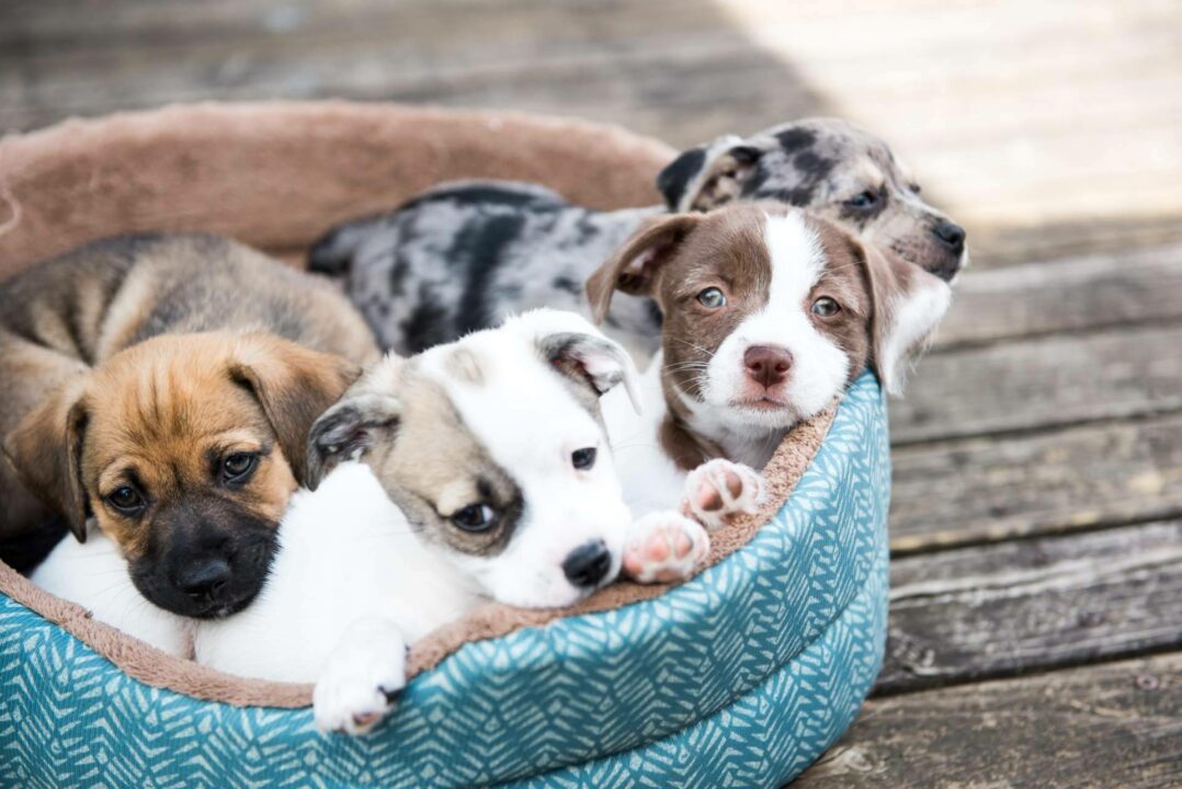 Cachorros del Valle, cría profesional de perros y su experiencia