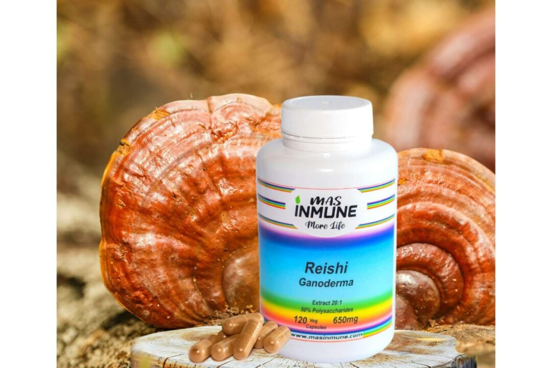 Masinmune produce uno de los mejores Reishi Ganoderma de Europa