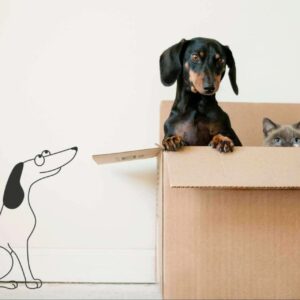 VetEasy, uno de los mejores seguros de salud para gatos y perros