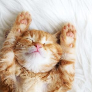 Recomendaciones y consejos de comida gatos con Era Pet food