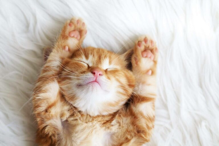 Recomendaciones y consejos de comida gatos con Era Pet food
