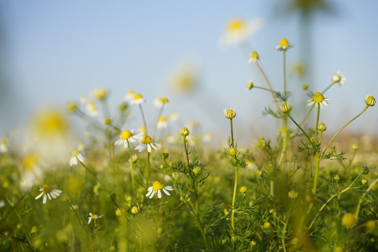 Plantas medicinales y hábitos saludables: la alternativa natural y económica a los fármacos de síntesis