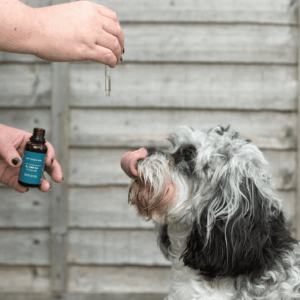 CBD para perros: ¿qué dosis de CBD debo darle a mi mascota?
