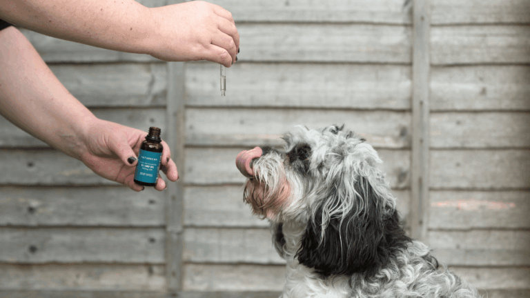 CBD para perros: ¿qué dosis de CBD debo darle a mi mascota?
