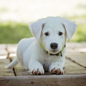 Historia y evolución del perro a lo largo de los tiempos