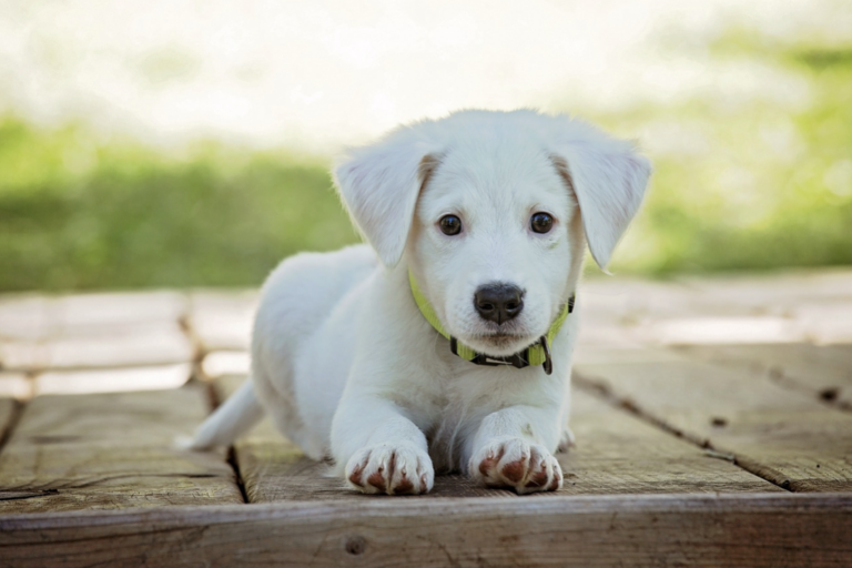 Historia y evolución del perro a lo largo de los tiempos