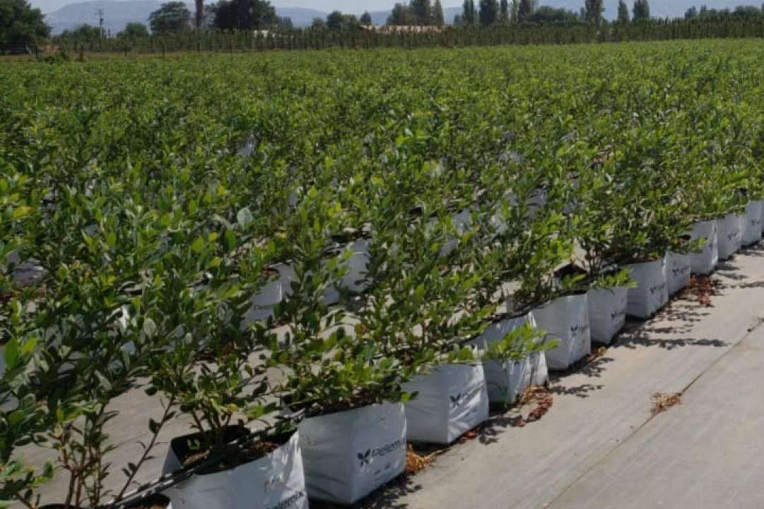 Pelemix, la agricultura del futuro más cerca