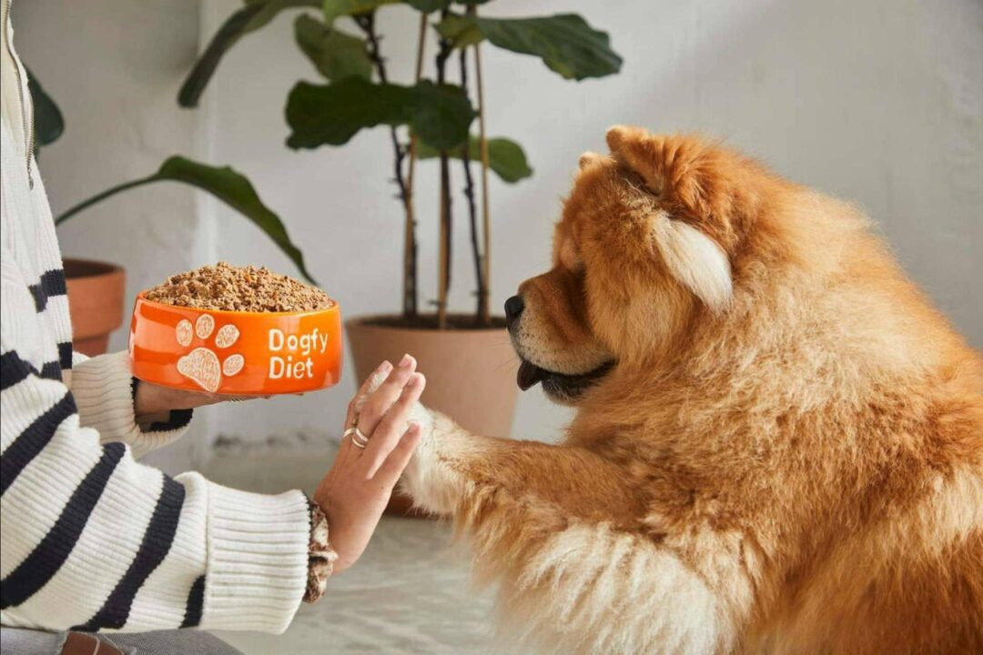 Los detalles sobre la comida natural de la marca Dogfy Diet