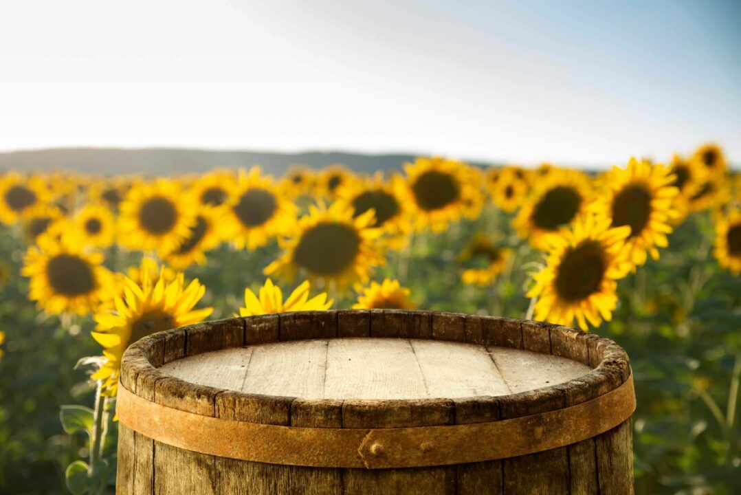 Ver girasoles en la próxima temporada de los campos de flores de Niudàlia