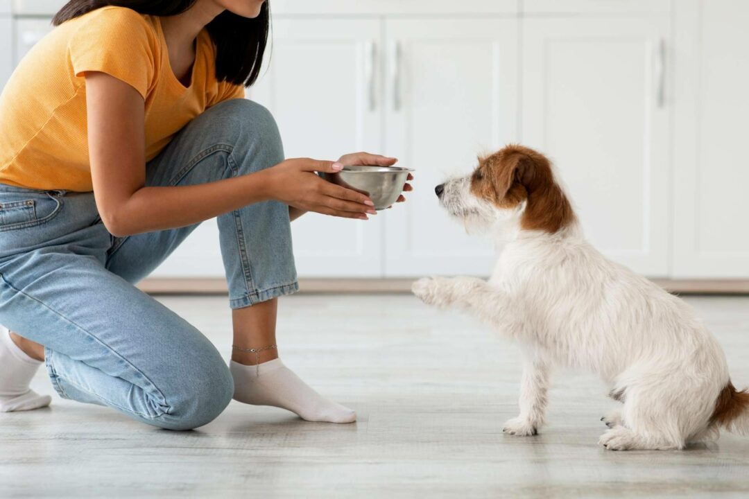 Comida saludable para perros de la mano de Dogfy Diet