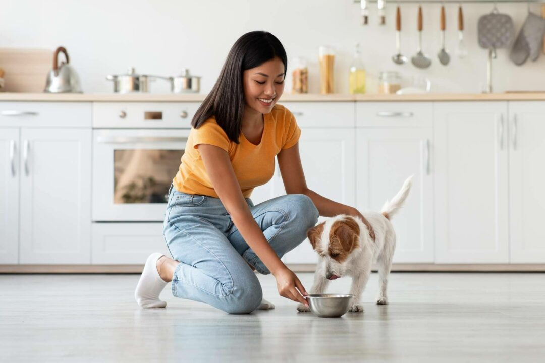 Menús para mascotas hechos a medida con precio personalizado