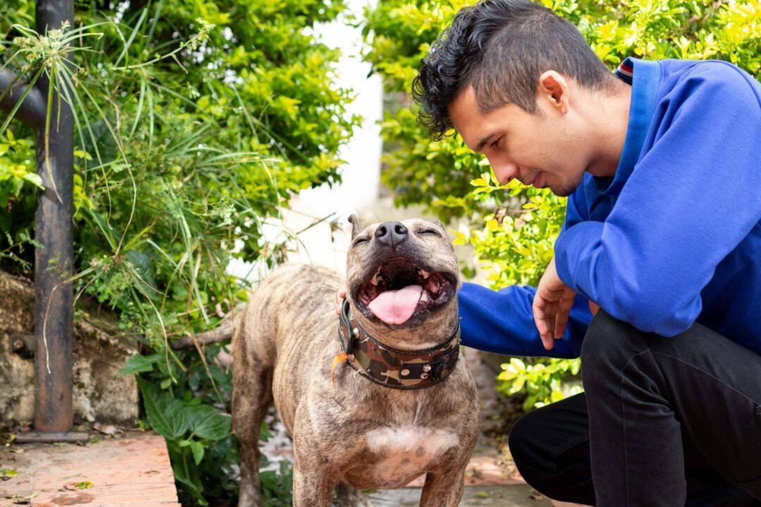 Mascotas Adopción, la web donde publicar y encontrar mascotas en adopción