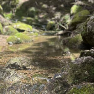 Ecológico + Medio Ambiente = Salud! La fórmula del Bienestar de Grattitude.es