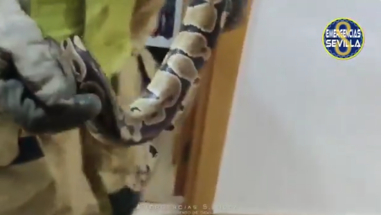 Mujer en Sevilla encuentra una serpiente gigante en su dormitorio