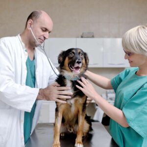Vetformación ofrece prácticas de auxiliar veterinaria para el próximo curso 2024-2025