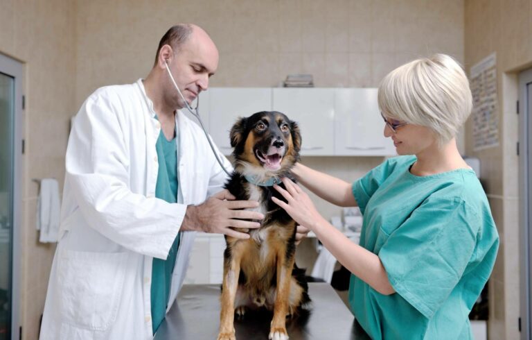 Vetformación ofrece prácticas de auxiliar veterinaria para el próximo curso 2024-2025
