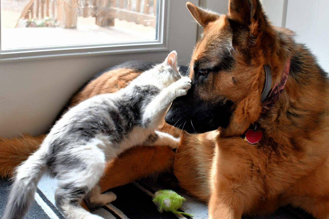 Mascotas Adopción fomenta la adopción de perros y gatos