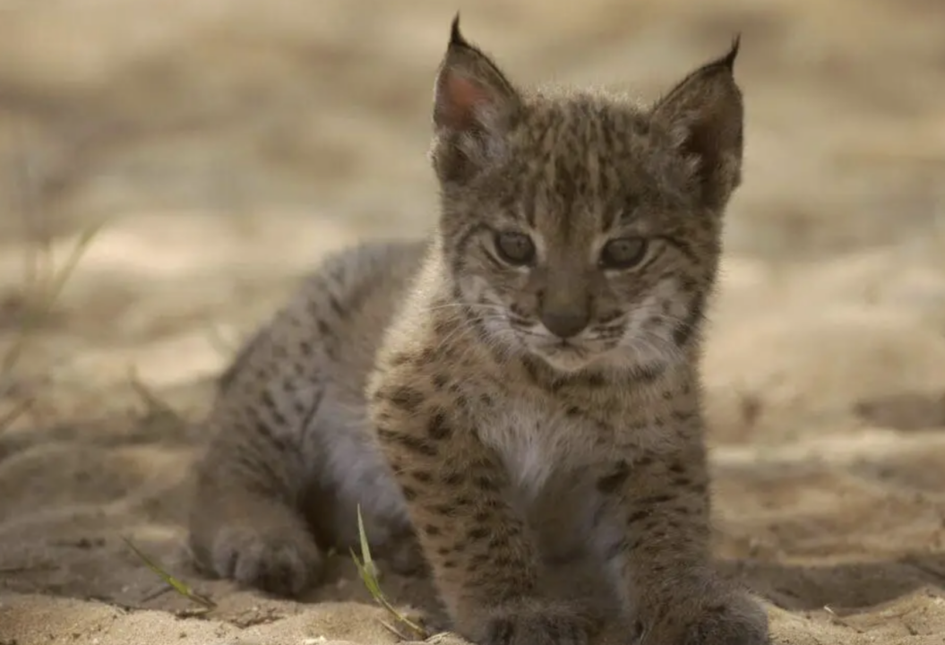 Otro lince ibérico muere atropellado en Huelva, ya son once en 2024