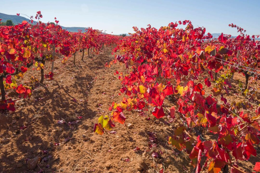 Yecla, la tierra de la uva Monastrell