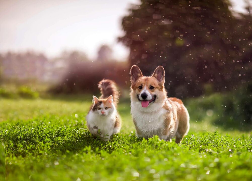 Innovación en la nutrición animal. Smoothies y bebidas energéticas para gatos y perros