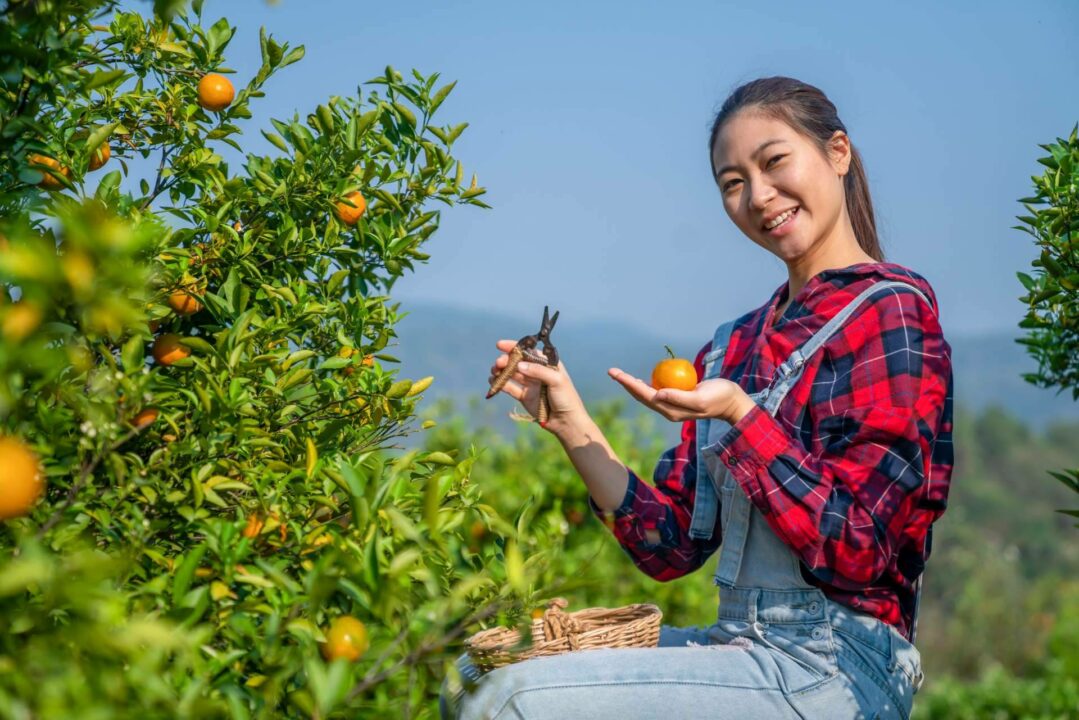 Citrus Greening; Un desafío para la producción futura de zumos de naranja