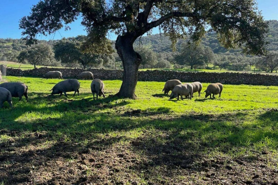 Dehesa Las Cumbres prevé una campaña extraordinaria de Jamón Ibérico de Bellota gracias a una excelente montanera