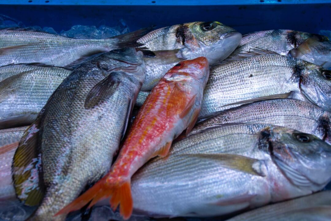 Pescadería Younes Ceuta, frescura y calidad en cada producto del mar