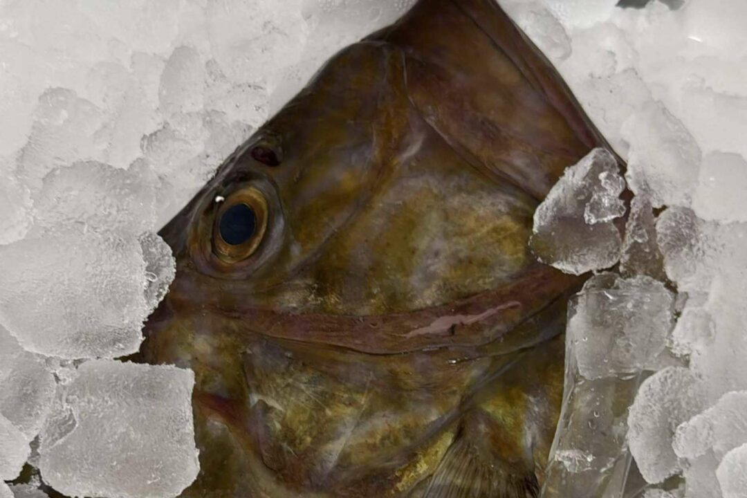 Pescados y mariscos de temporada de la mano de Pescadería Younes Ceuta