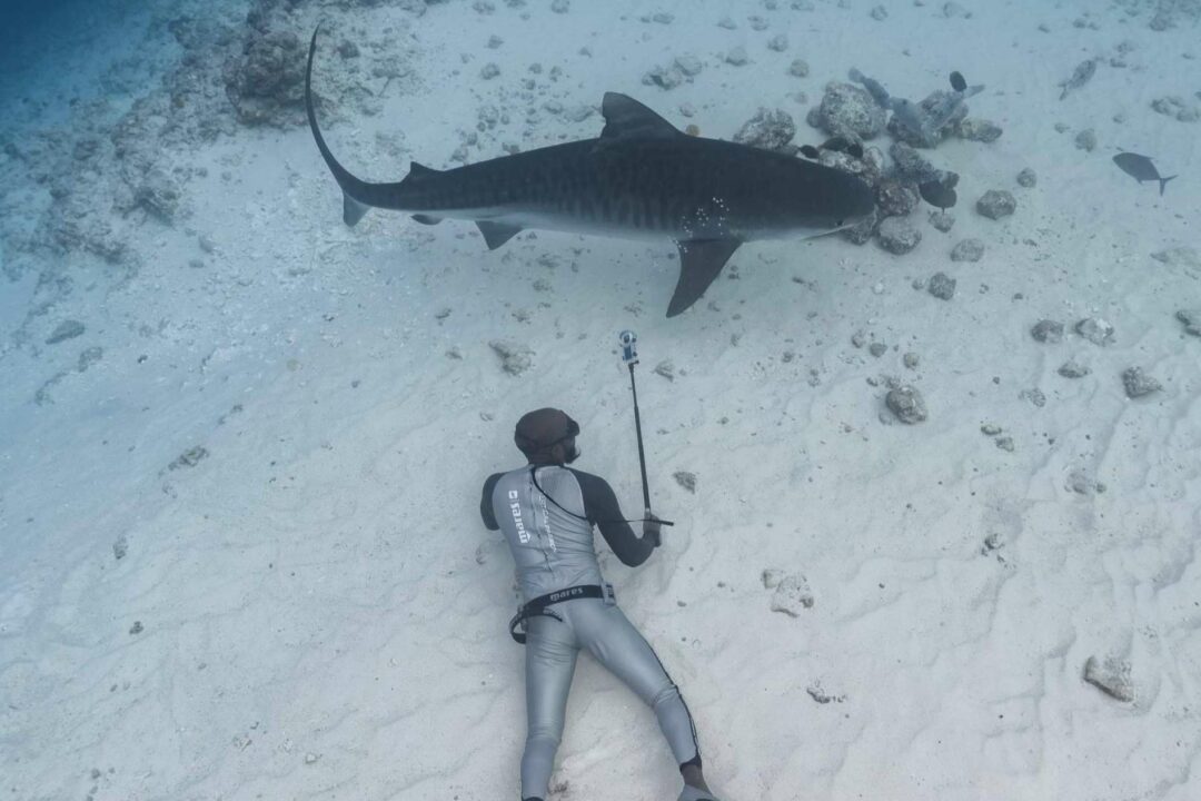 Bucear con tiburones en las Maldivas con Drop Dive Maldives