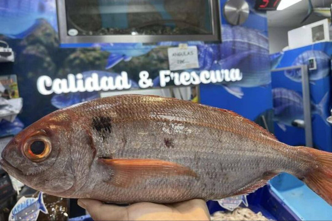 Pescados y mariscos de máxima frescura en Ceuta con Pescadería Younes Ceuta