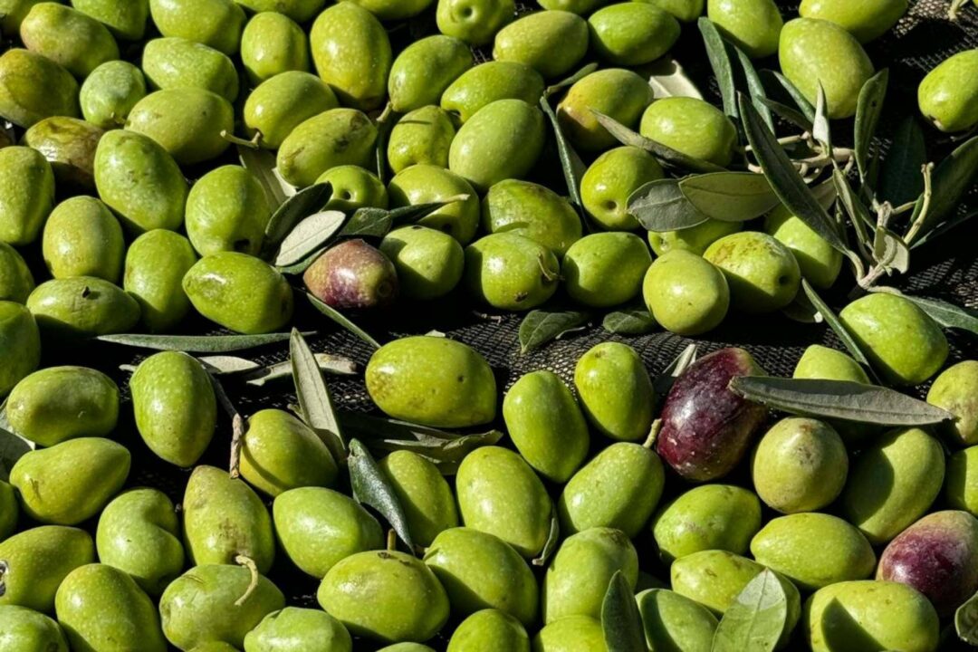 La pureza del aceite de oliva virgen extra desde la perspectiva de Tercio de las Torres