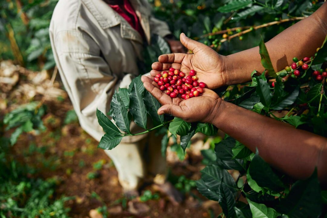 CAFEPARACASA, el café de finca que lleva la experiencia del café especialidad directamente a casa