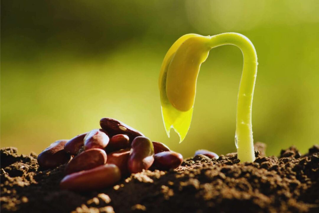 Semillas ecológicas certificadas; el futuro sostenible de la agricultura moderna