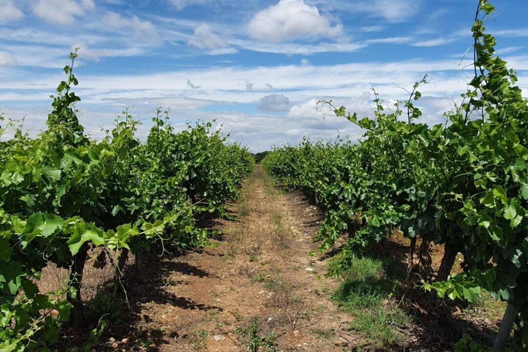 Bodegas Osca celebra 40 años de excelencia vitivinícola en la Denominación de Origen Somontano